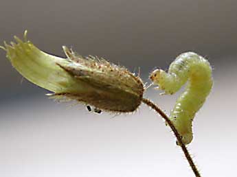  Chenille de Eupithecia pygmaeata Hb. - Claude Tautel