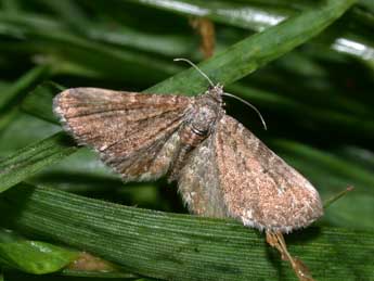 Eupithecia pygmaeata Hb. adulte - Philippe Mothiron