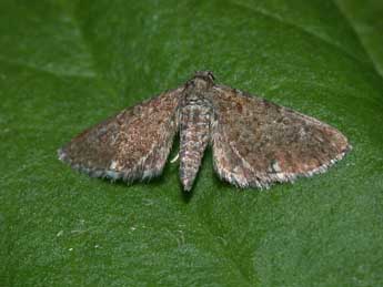 Eupithecia pygmaeata Hb. adulte - ©Philippe Mothiron