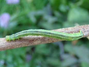  Chenille de Gandaritis pyraliata D. & S. - ©Brigitte Seys