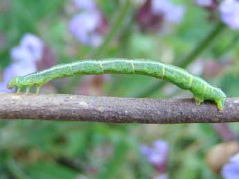  Chenille de Gandaritis pyraliata D. & S. - ©Brigitte Seys