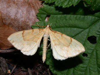 Gandaritis pyraliata D. & S. adulte - Philippe Mothiron