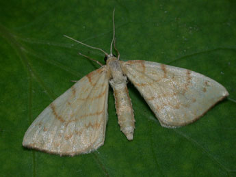 Gandaritis pyraliata D. & S. adulte - Philippe Mothiron