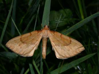 Gandaritis pyraliata D. & S. adulte - Philippe Mothiron