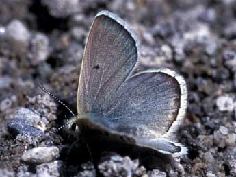 Agriades pyrenaicus Bsdv. adulte - ©Tristan Lafranchis