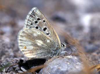 Agriades pyrenaicus Bsdv. adulte - ©Tristan Lafranchis