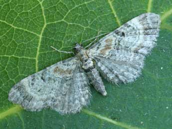 Eupithecia pyreneata Mab. adulte - ©Daniel Morel