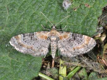 Eupithecia pyreneata Mab. adulte - ©Philippe Mothiron