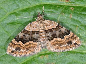 Xanthorhoe quadrifasiata Cl. adulte - ©Philippe Mothiron