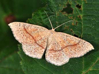 Cyclophora quercimontaria Bastbg adulte - Philippe Mothiron