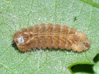  Chenille de Quercusia quercus L. - ©Philippe Mothiron