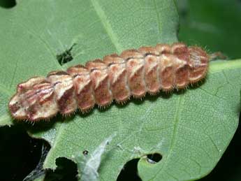  Chenille de Quercusia quercus L. - ©Philippe Mothiron