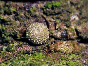  Oeuf de Quercusia quercus L. - ©Serge Wambeke