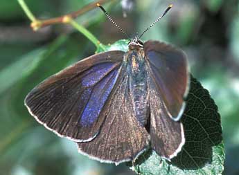 Quercusia quercus L. adulte - ©Tristan Lafranchis