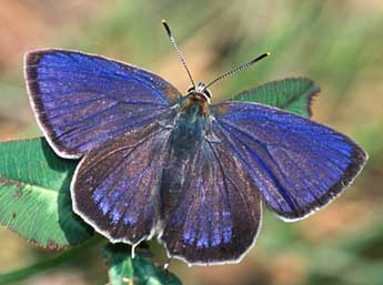 Quercusia quercus L. adulte - ©Tristan Lafranchis