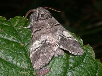 Drymonia querna D. & S. adulte - ©Philippe Mothiron