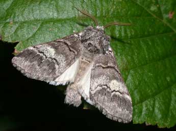 Drymonia querna D. & S. adulte - Philippe Mothiron