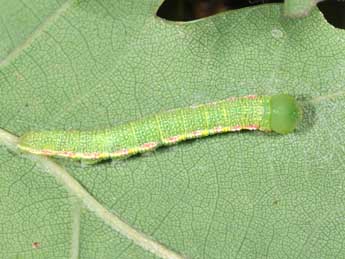  Chenille de Drymonia querna D. & S. - Philippe Mothiron