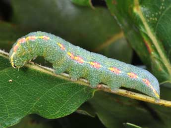  Chenille de Drymonia querna D. & S. - ©Philippe Mothiron