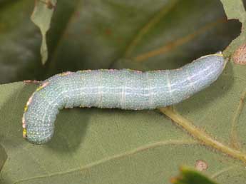  Chenille de Drymonia querna D. & S. - ©Philippe Mothiron