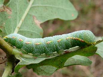  Chenille de Drymonia querna D. & S. - Patrick Le Mao