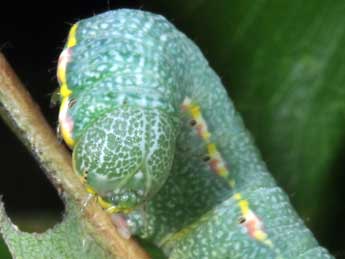  Chenille de Drymonia querna D. & S. - Philippe Mothiron