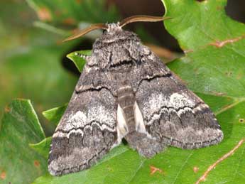 Drymonia querna D. & S. adulte - ©Philippe Mothiron