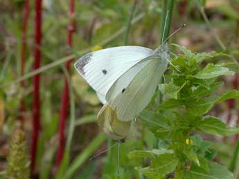 Pieris rapae L. adulte - Philippe Mothiron