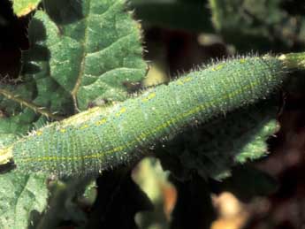  Chenille de Pieris rapae L. - Tristan Lafranchis