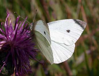 Pieris rapae L. adulte - ©Philippe Mothiron