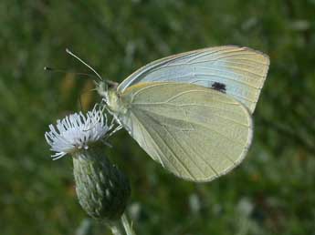 Pieris rapae L. adulte - ©Philippe Mothiron