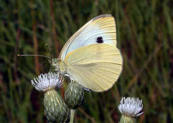 Pieris rapae L. adulte - ©Philippe Mothiron