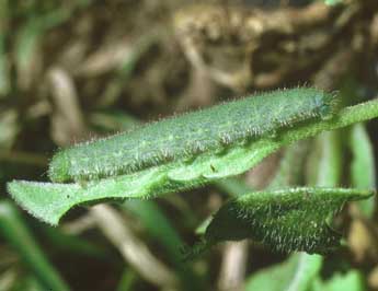  Chenille de Pieris rapae L. - Philippe Mothiron