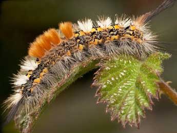  Chenille de Orgyia recens Hb. - ©Bruno Lavou