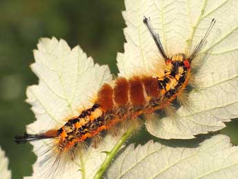  Chenille de Orgyia recens Hb. - ©Sylvain Montagner