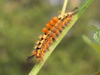  Chenille de Orgyia recens Hb. - ©Sylvain Montagner