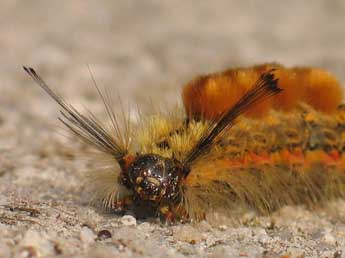  Chenille de Orgyia recens Hb. - Sylvain Montagner