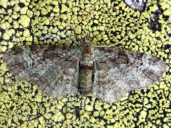 Pasiphila rectangulata L. adulte - Daniel Morel