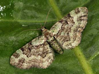 Pasiphila rectangulata L. adulte - ©Daniel Morel