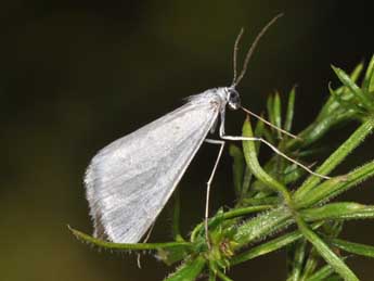 Gypsochroa renitidata Hb. adulte - Philippe Mothiron