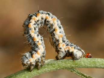  Chenille de Gypsochroa renitidata Hb. - ©Daniel Morel