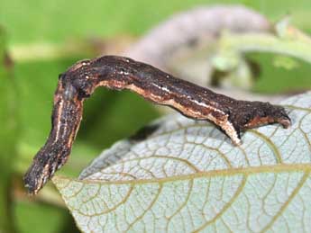  Chenille de Epione repandaria Hfn. - ©Philippe Mothiron