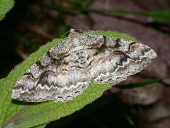 Alcis repandata L. adulte - Philippe Mothiron