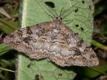 Alcis repandata L. adulte - Philippe Mothiron