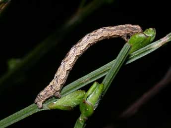  Chenille de Alcis repandata L. - ©Philippe Mothiron