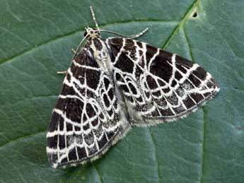 Eustroma reticulata D. & S. adulte - ©Daniel Morel