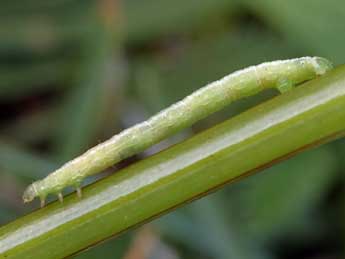  Chenille de Eustroma reticulata D. & S. - Daniel Morel