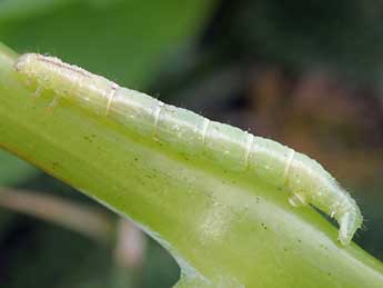  Chenille de Eustroma reticulata D. & S. - Daniel Morel