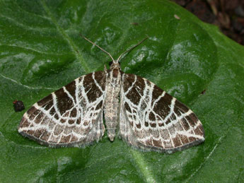 Eustroma reticulata D. & S. adulte - Philippe Mothiron