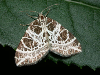 Eustroma reticulata D. & S. adulte - ©Philippe Mothiron